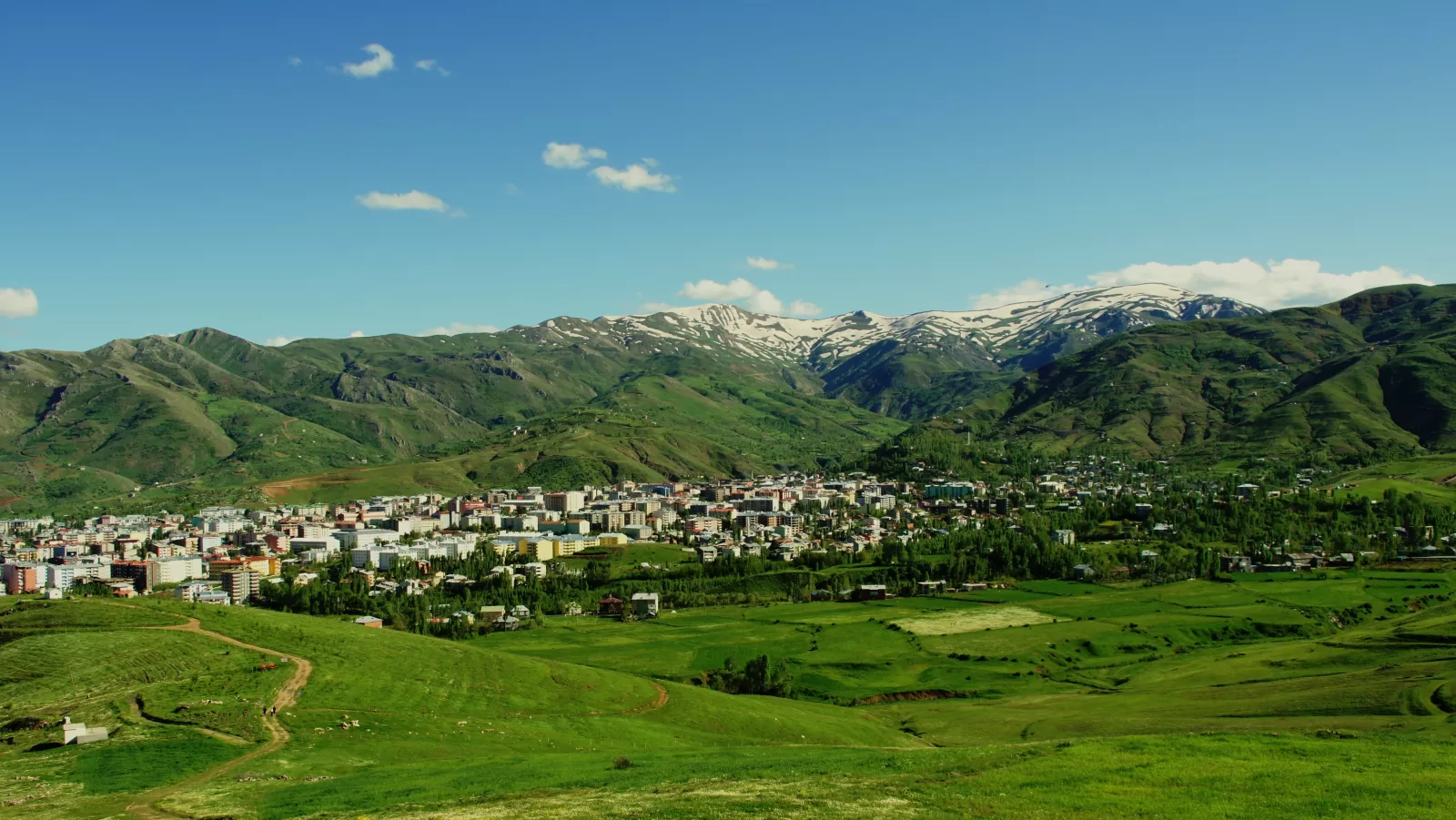 Muş